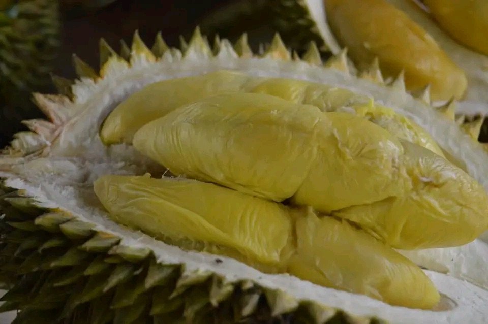 Durian Khas Songgon Banyuwangi Menjadi Primadona Wisata Kuliner